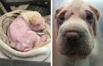 Невежа стопанка почти убива кученцето си Шар пей, защото не знае как да се грижи за него