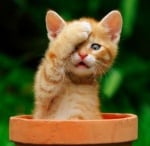 Неверни митове за котките