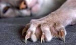 Ноктите на котката