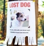 Обява за изгубено куче