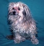 Обрив при куче