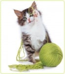 Социализация и подход към котката