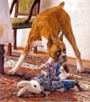 Обучение на кучето: Урок №8. Научете кучето да не закача определени неща