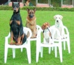 Обучение на кучето