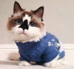 Очарователното коте, което завладя интернет - синеокият Алберт