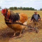 А какви ли яйца ще снася?