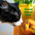 Опитахте ли прасковките вече?