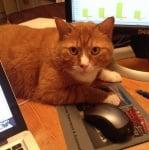 Оранжев котарак с мишка