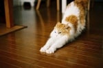 Оранжева котка се протяга