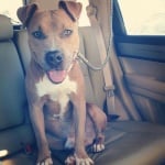 Осиновен питбул