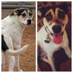 Осиновяване на голямо куче