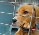 Основяване на куче