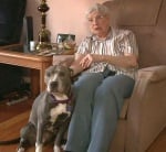 Осиновяване на питбул