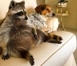 Осиротяло енотче расте в домашна среда, мислейки се за куче