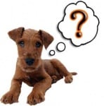 Особености на глюкокортикоидите