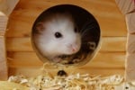 Отглеждане на хамстер у дома