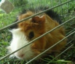 Лъки (Свинчо)