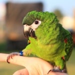 Папагал върху ръка