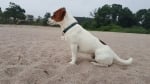 Джак Ръсел Териер БРФК FCI Jack Russell Terrier