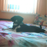 Moiata snejinka Mika na 3 meseca(samoedcheto) i nai-goliamata mi lubov Sara(krystoska s karakachanka i cherna nemska ovcharka).Goliama umnica !