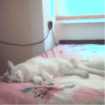 Moiata snejinka Mika na 3 meseca(samoedcheto) i nai-goliamata mi lubov Sara(krystoska s karakachanka i cherna nemska ovcharka).Goliama umnica !