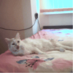 Moiata snejinka Mika na 3 meseca(samoedcheto) i nai-goliamata mi lubov Sara(krystoska s karakachanka i cherna nemska ovcharka).Goliama umnica !