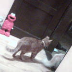 Moiata snejinka Mika na 3 meseca(samoedcheto) i nai-goliamata mi lubov Sara(krystoska s karakachanka i cherna nemska ovcharka).Goliama umnica !