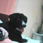 Moiata snejinka Mika na 3 meseca(samoedcheto) i nai-goliamata mi lubov Sara(krystoska s karakachanka i cherna nemska ovcharka).Goliama umnica !