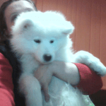 Moiata snejinka Mika na 3 meseca(samoedcheto) i nai-goliamata mi lubov Sara(krystoska s karakachanka i cherna nemska ovcharka).Goliama umnica !