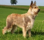 Пикардска овчарка 