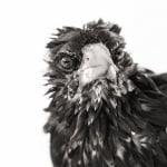 Пингвин със замръзнала човка