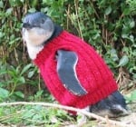 Пингвинче с пуловер