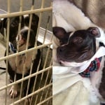 Питбул след осиновяване