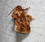 Плюшена кафява пеперуда