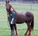 Почина най-стария кон