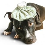 Подход към болното куче