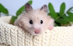 Полезни съвети при отглеждане на хамстер