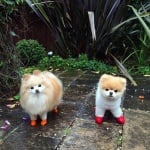 Сладурковци