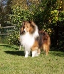 Породисто или безпородно куче да си изберем