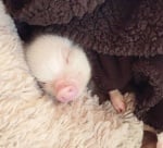 Прасенцето Пърл