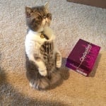 Права персийска котка