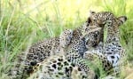 Прегърнати леопарди