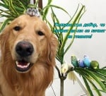 Прекалено добър