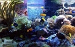 Прибори и устройства за аквариума