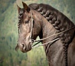 Прическа на кон