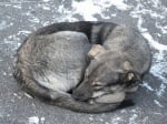 Причини за Перикардит при кучето