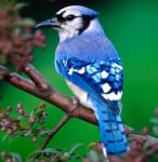 Съвременните птици са преки наследници на динозаврите