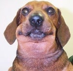 Признаци на ухапване от змия