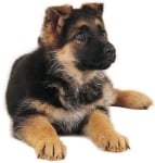 Проблеми при немската овчарка