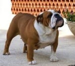 Проблемно дишане при булдога